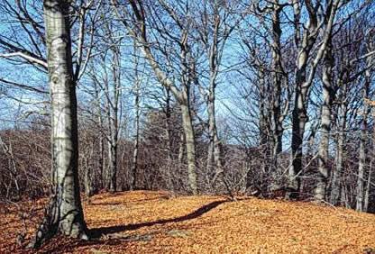 Bosco nella Val Bormida